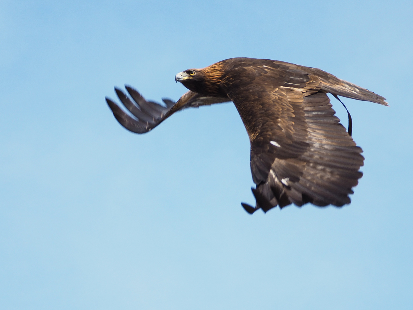 Adler im Flug