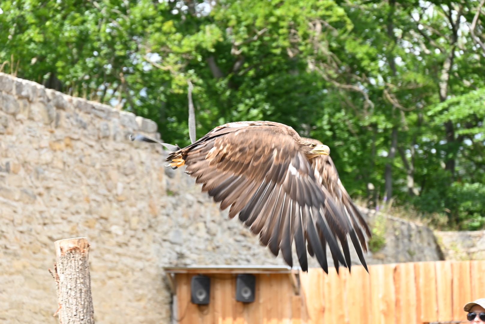 Adler im Flug