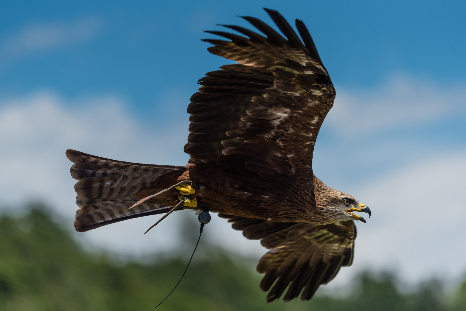 Adler im Flug