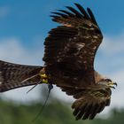 Adler im Flug