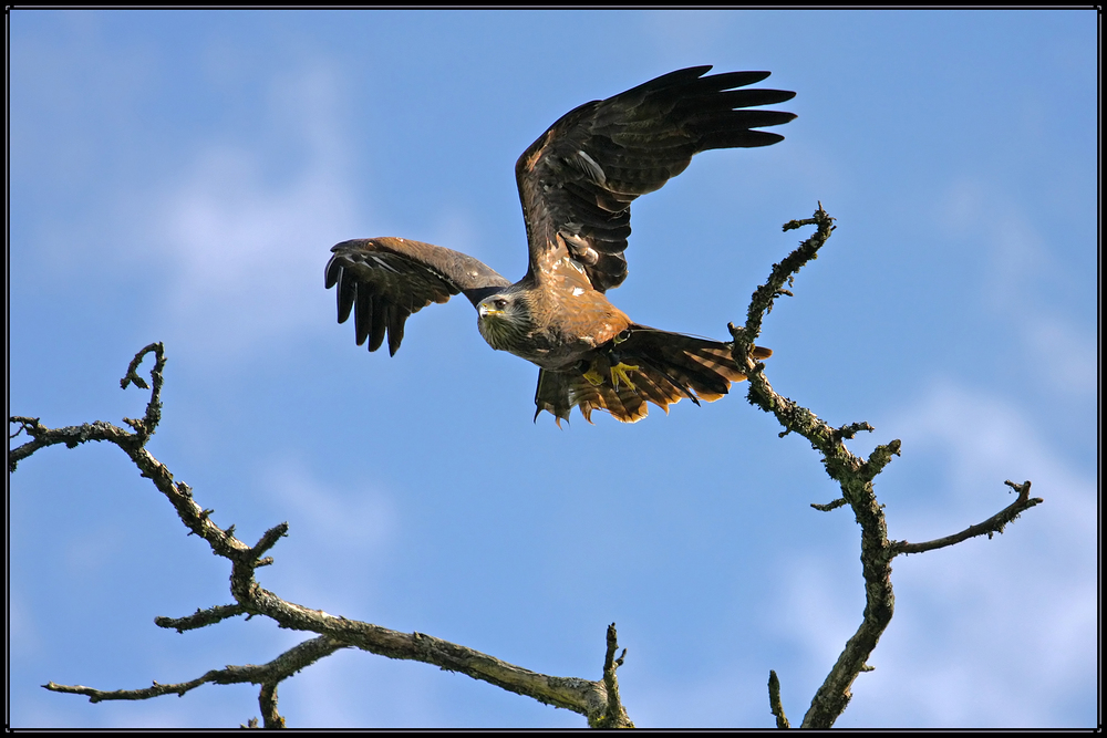 Adler im Flug