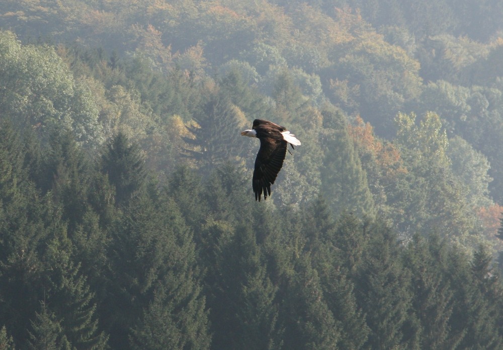 Adler im Flug