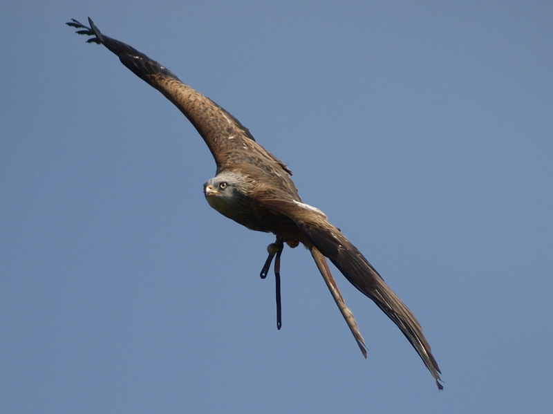 Adler im Flug