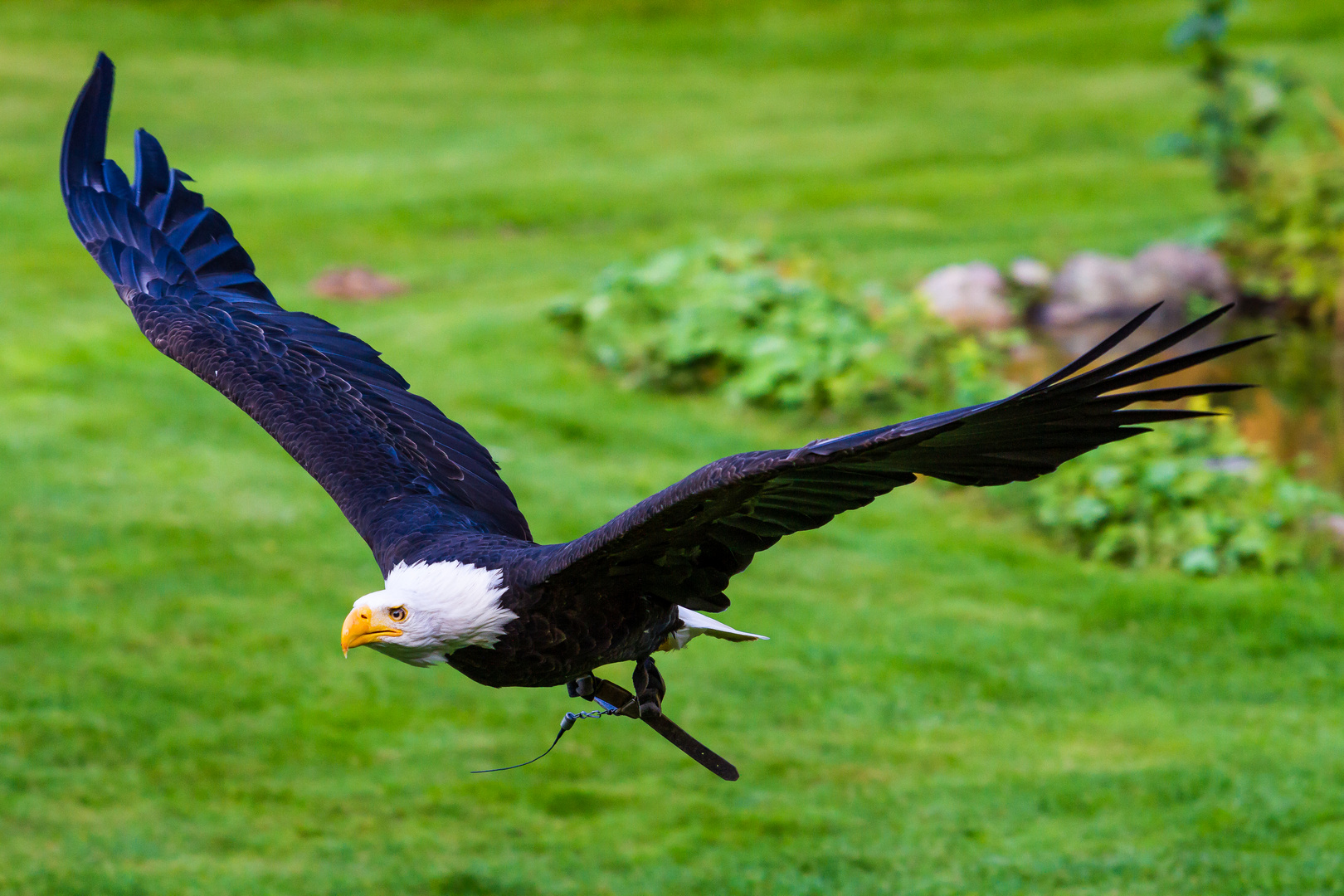 Adler im Flug