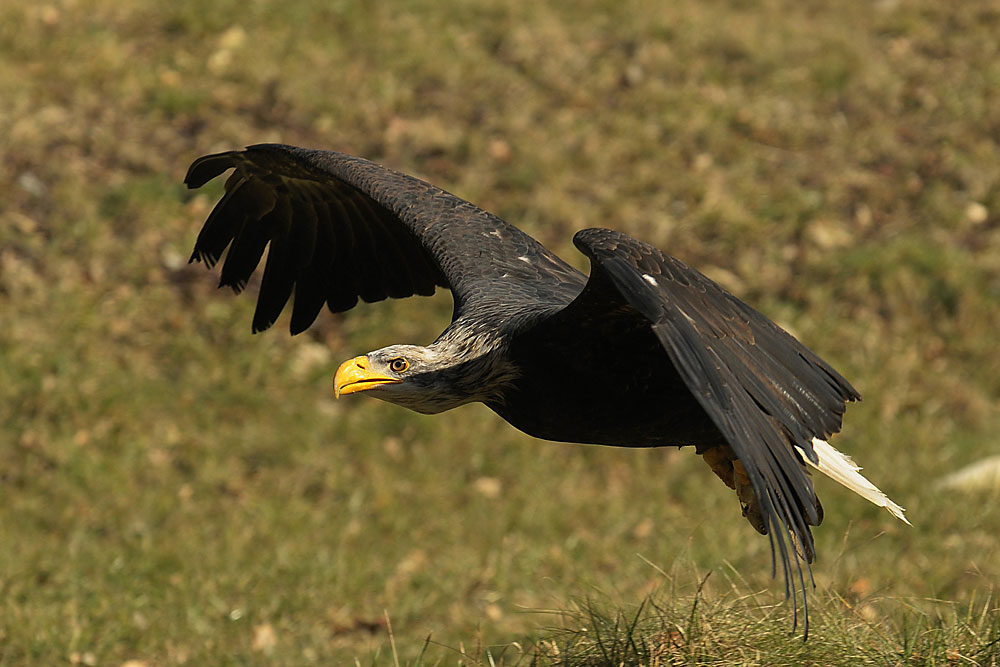 Adler im Flug