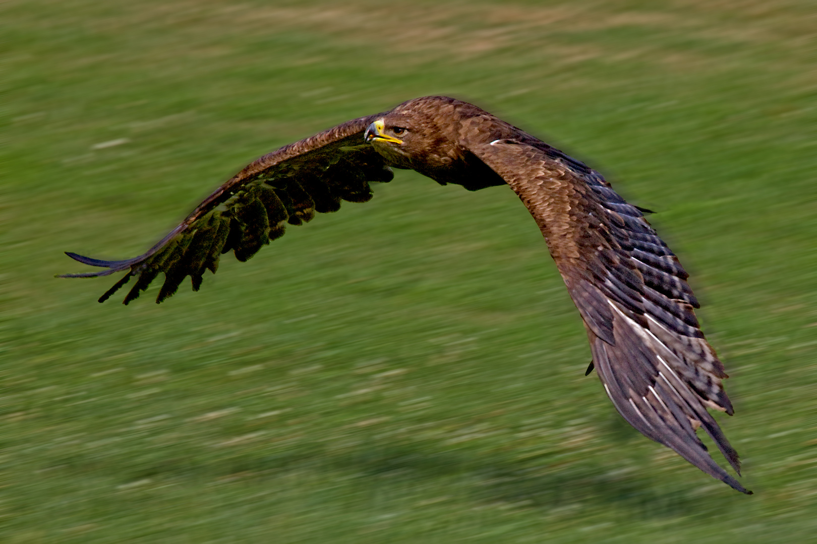 Adler im Flug