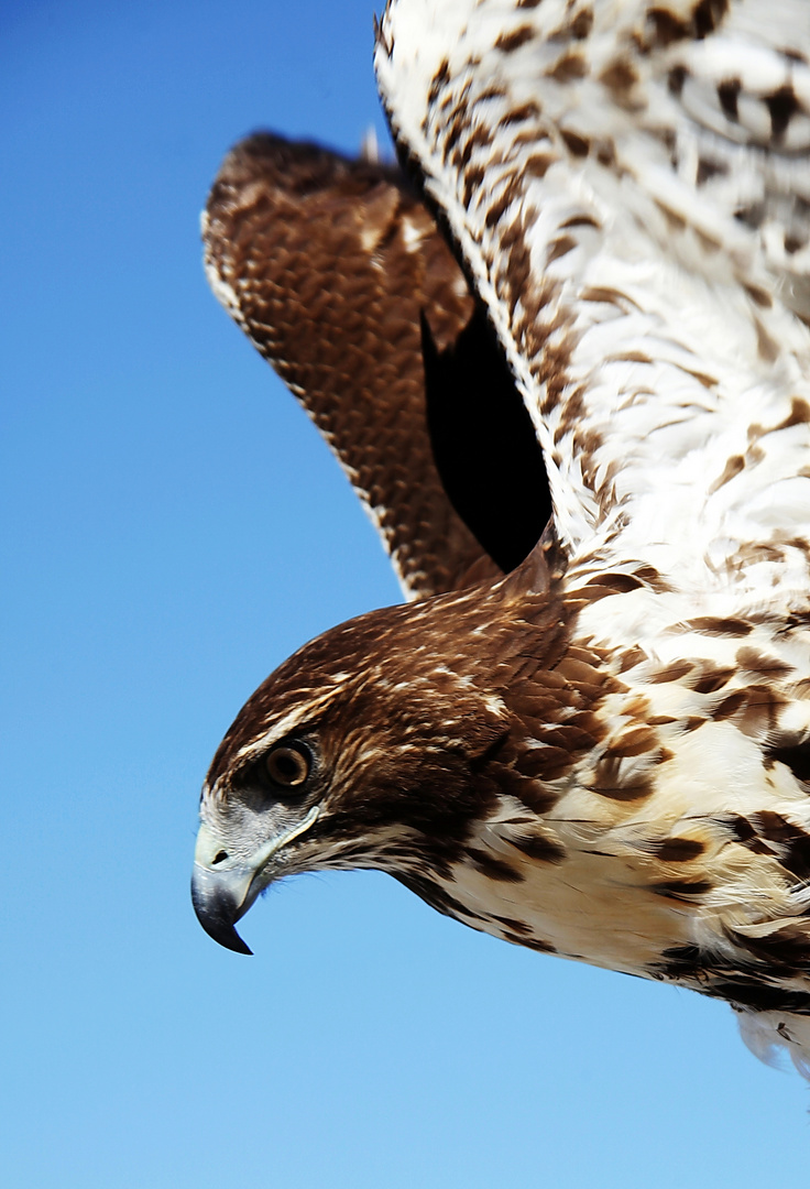 Adler im Flug - Eagle