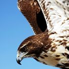 Adler im Flug - Eagle