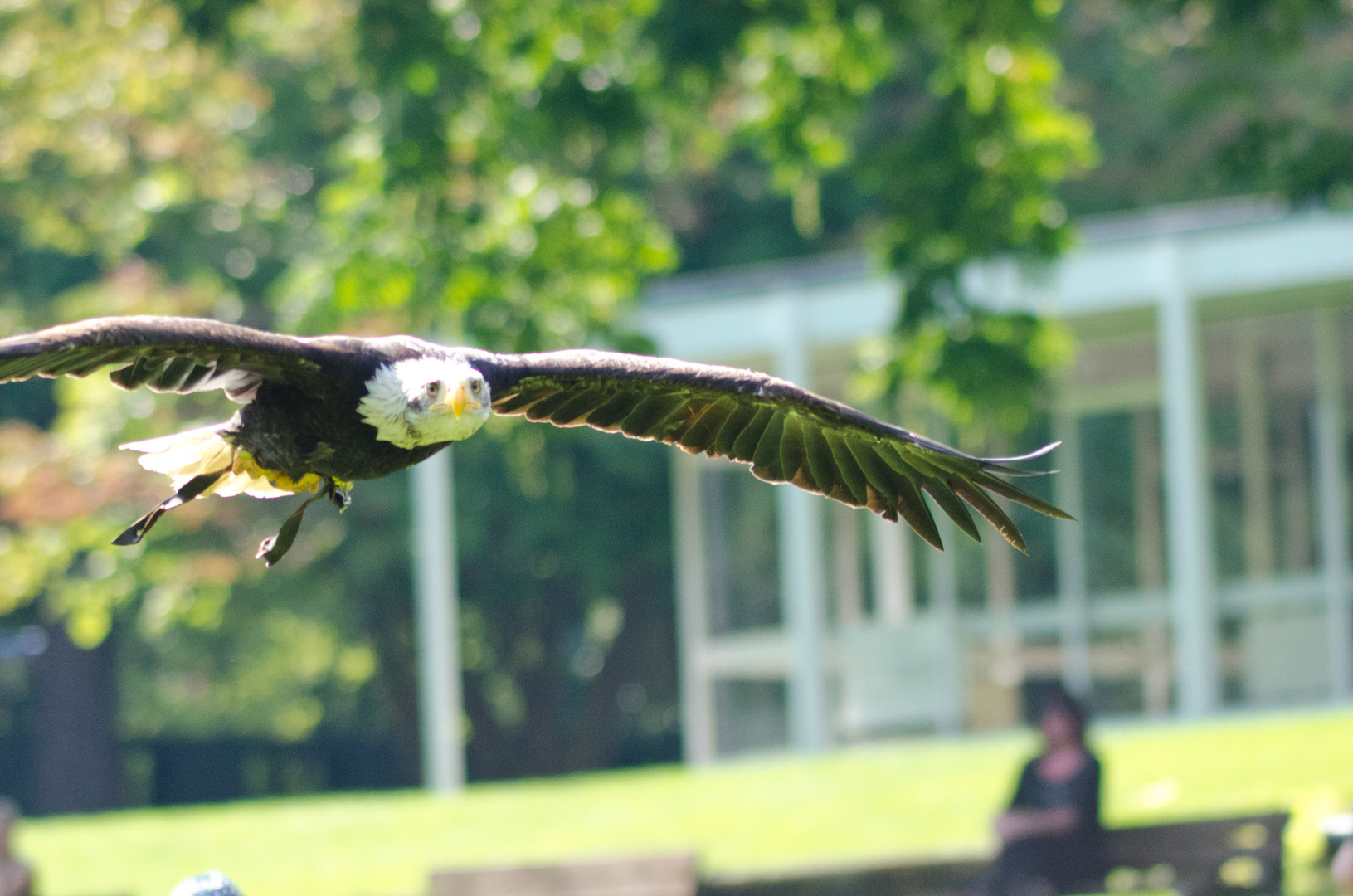 Adler im Flug