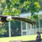 Adler im Flug