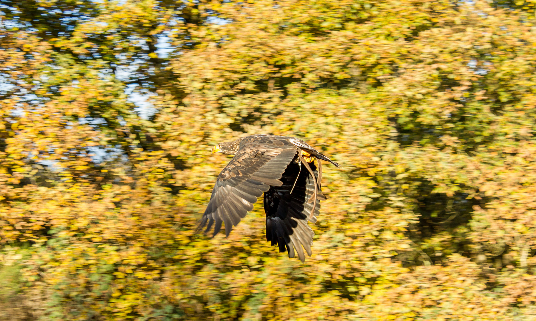 Adler im Flug