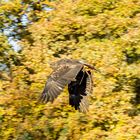 Adler im Flug