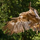 Adler im Flug