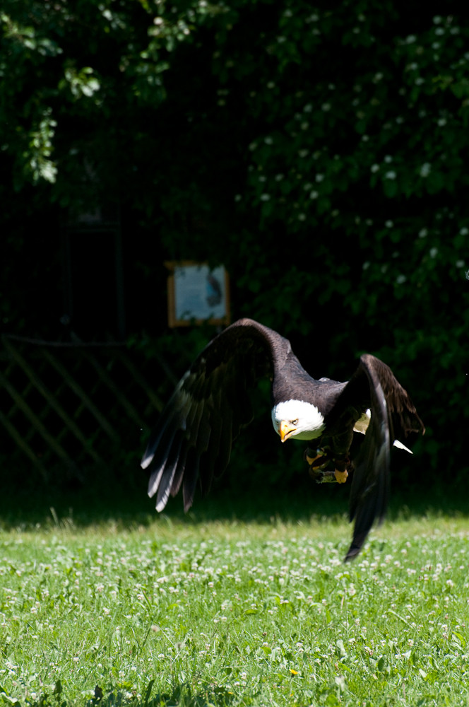 Adler im Flug II