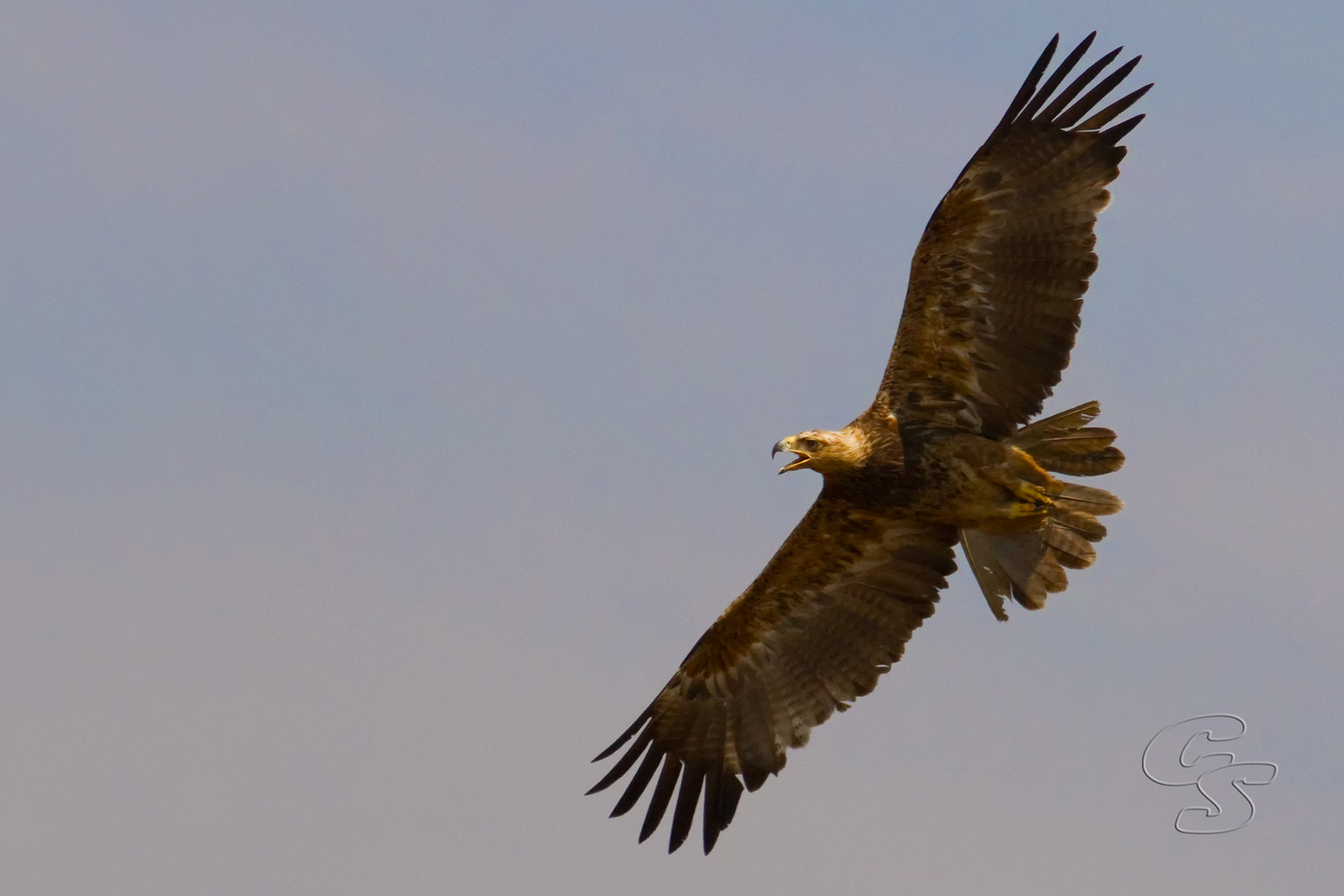 Adler im Flug in der Masai Mara