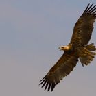 Adler im Flug in der Masai Mara