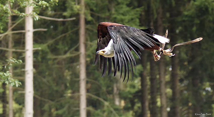 Adler im Fluge