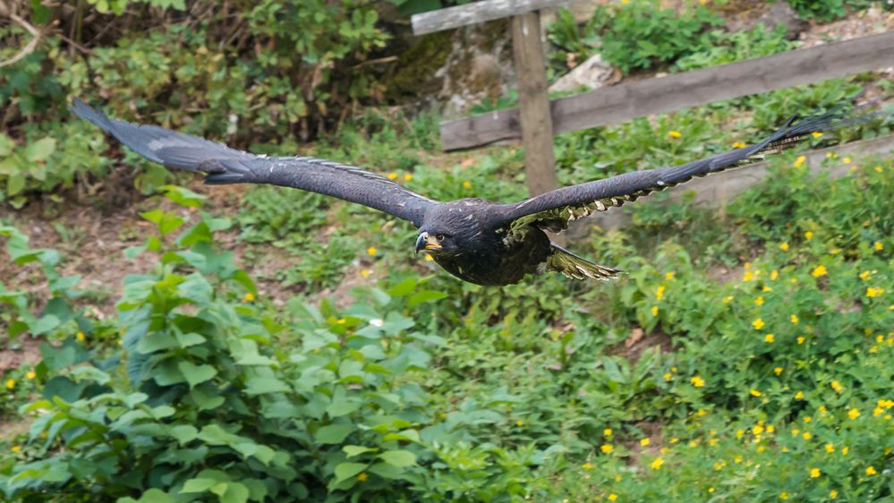 Adler im Gleitflug