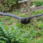 Adler im Gleitflug