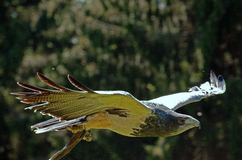 Adler im Gleitflug