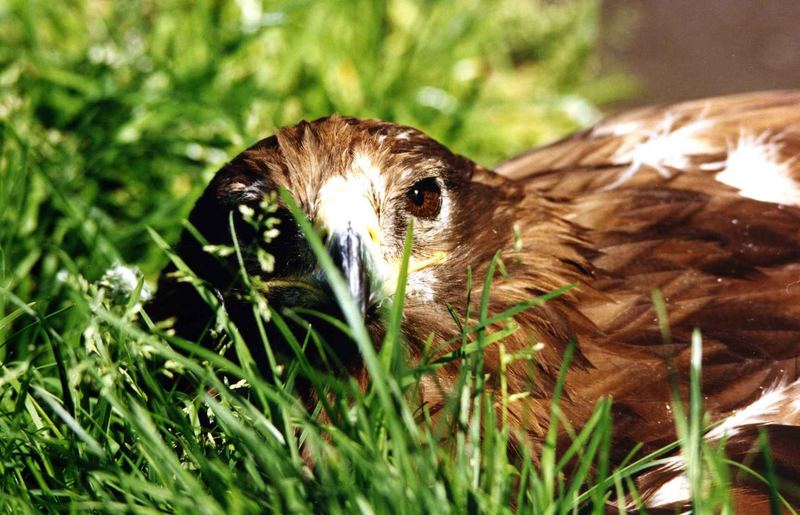 Adler im Grass