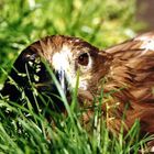 Adler im Grass