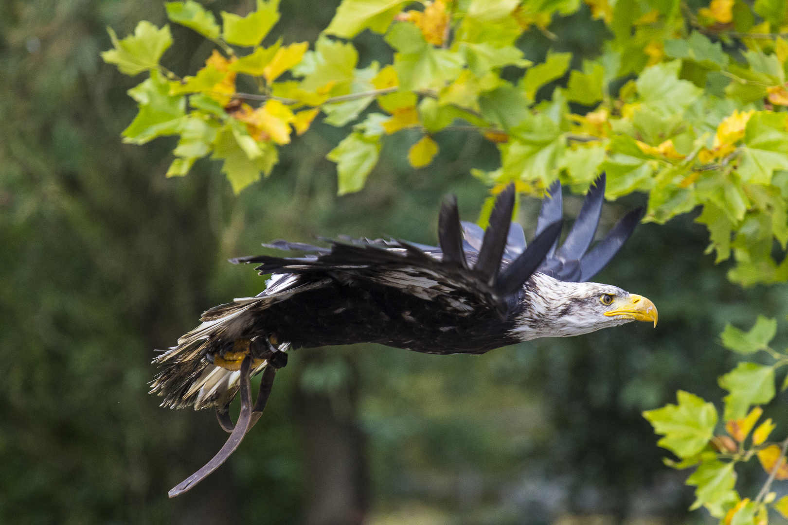 Adler im Herbst