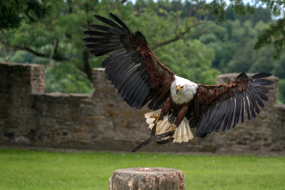 Adler im Landeanflug