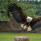 Adler im Landeanflug