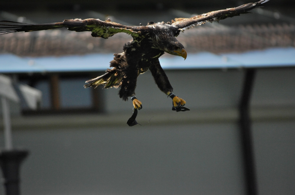 Adler im Landeanflug .. ;-)