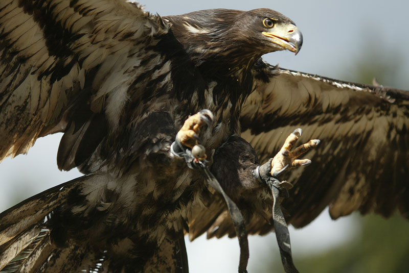 Adler im Landeanflug