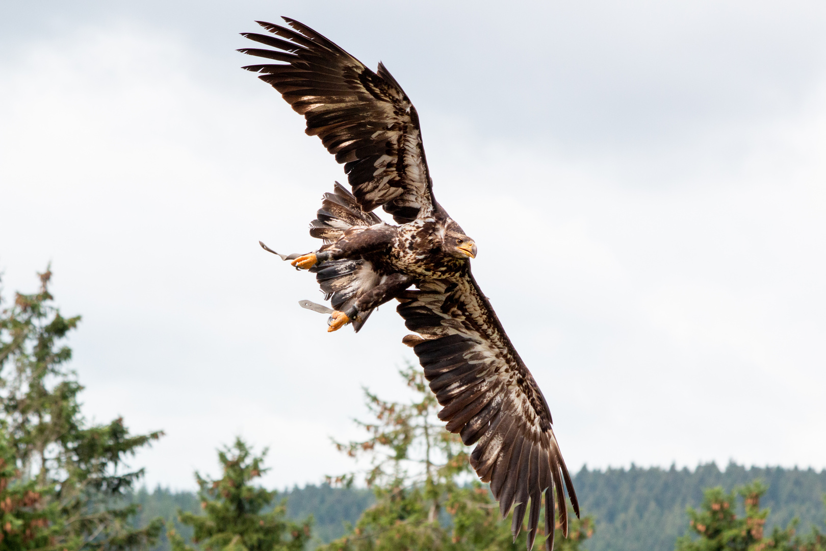 Adler im Landeanflug