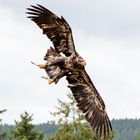 Adler im Landeanflug