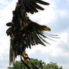 Adler im Landeanflug