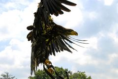 Adler im Landeanflug