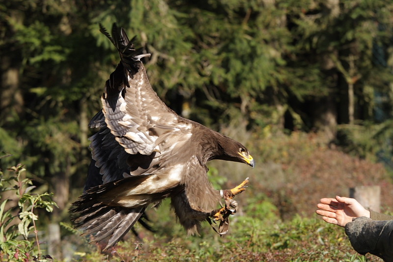 Adler im Landeanflug