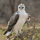 Adler im Morgengrauen