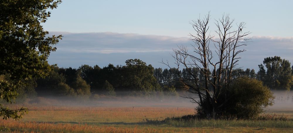 Adler im Morgengrauen