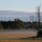 Adler im Morgengrauen