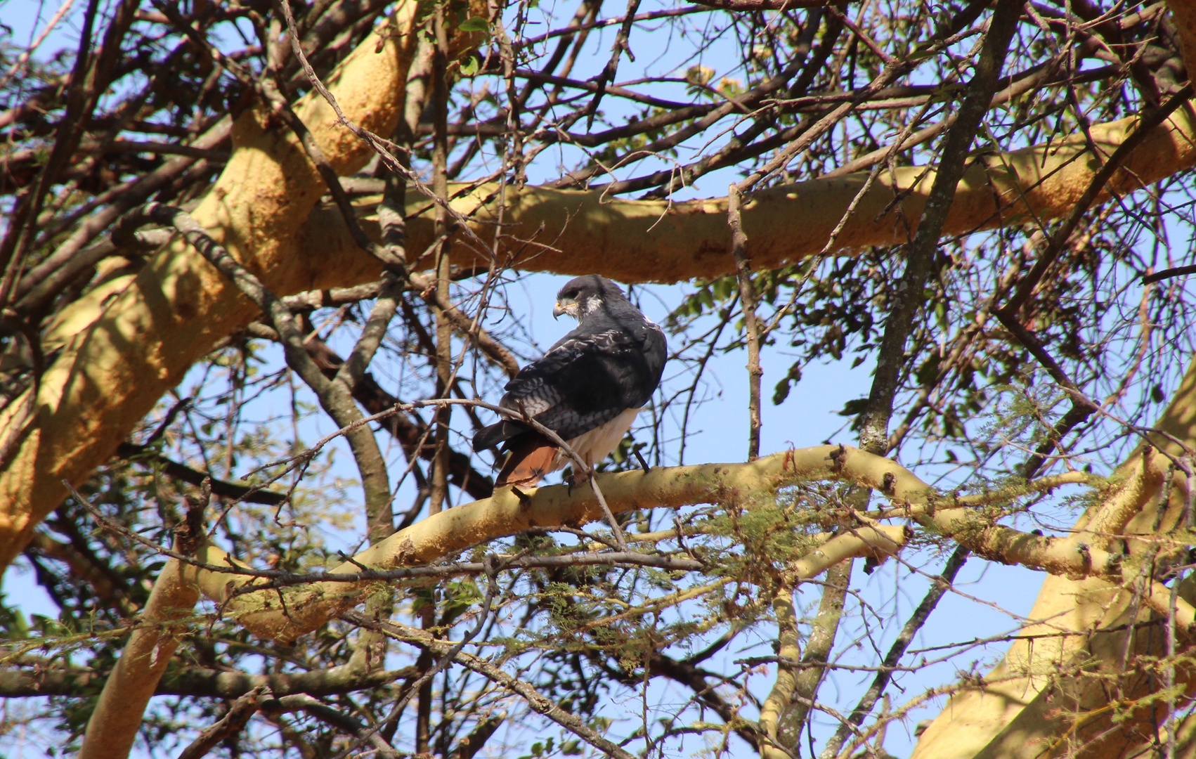 Adler im Ngorongoro-Krater Tansania