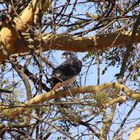 Adler im Ngorongoro-Krater Tansania