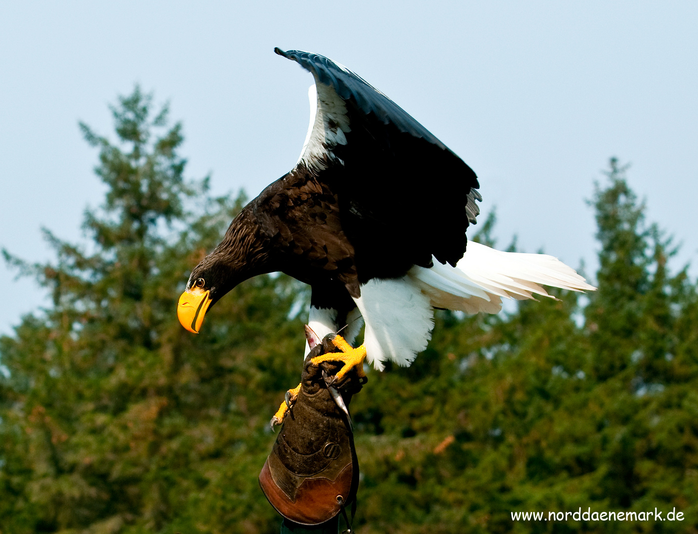 Adler im Norden Dänemark