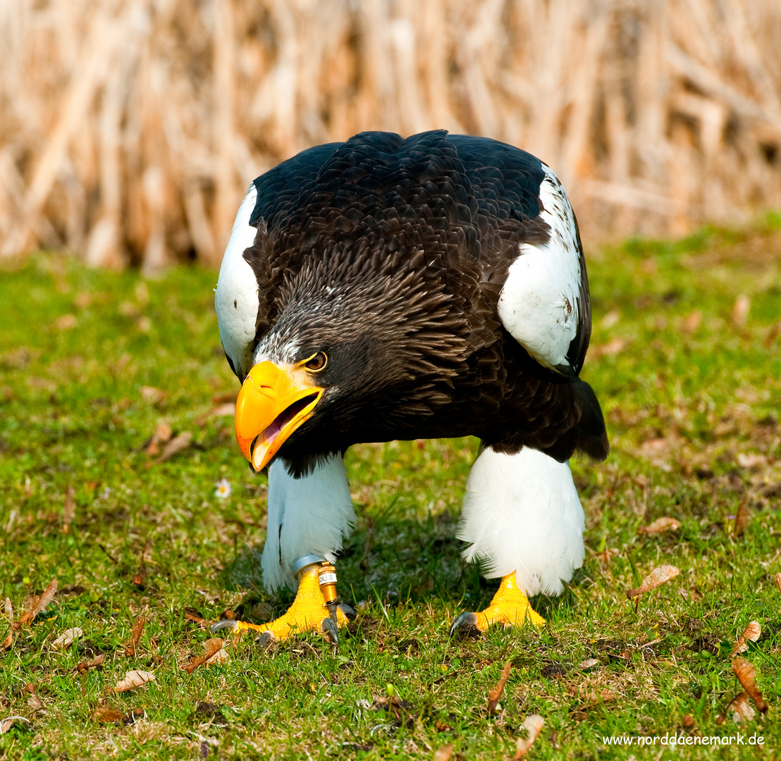 Adler im Norden Dänemark