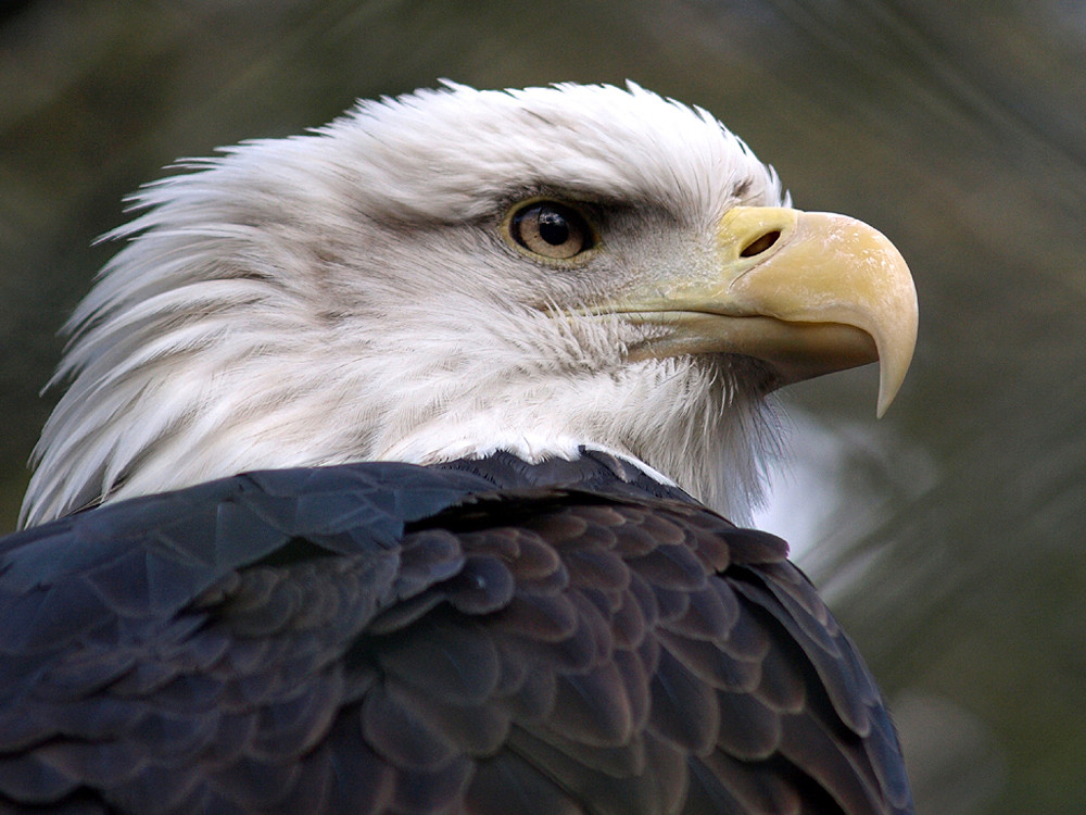 Adler im Nürnberger Tiergarten