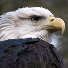 Adler im Nürnberger Tiergarten