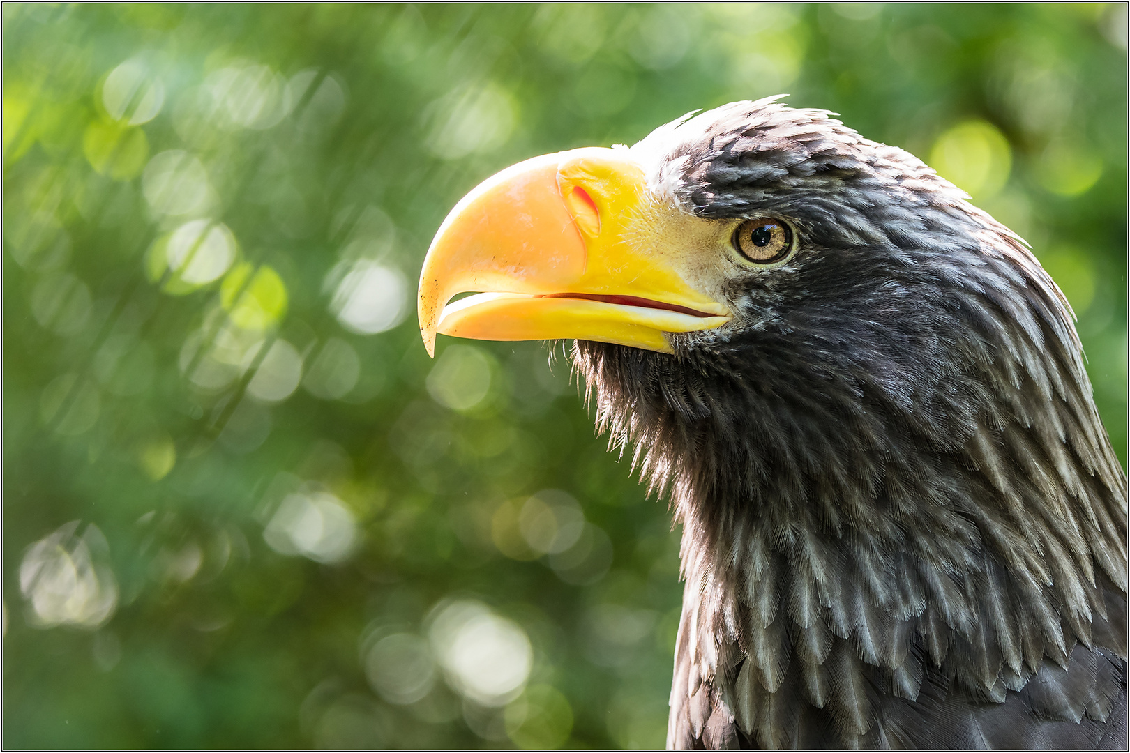 Adler im Nürnberger Zoo