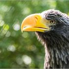 Adler im Nürnberger Zoo