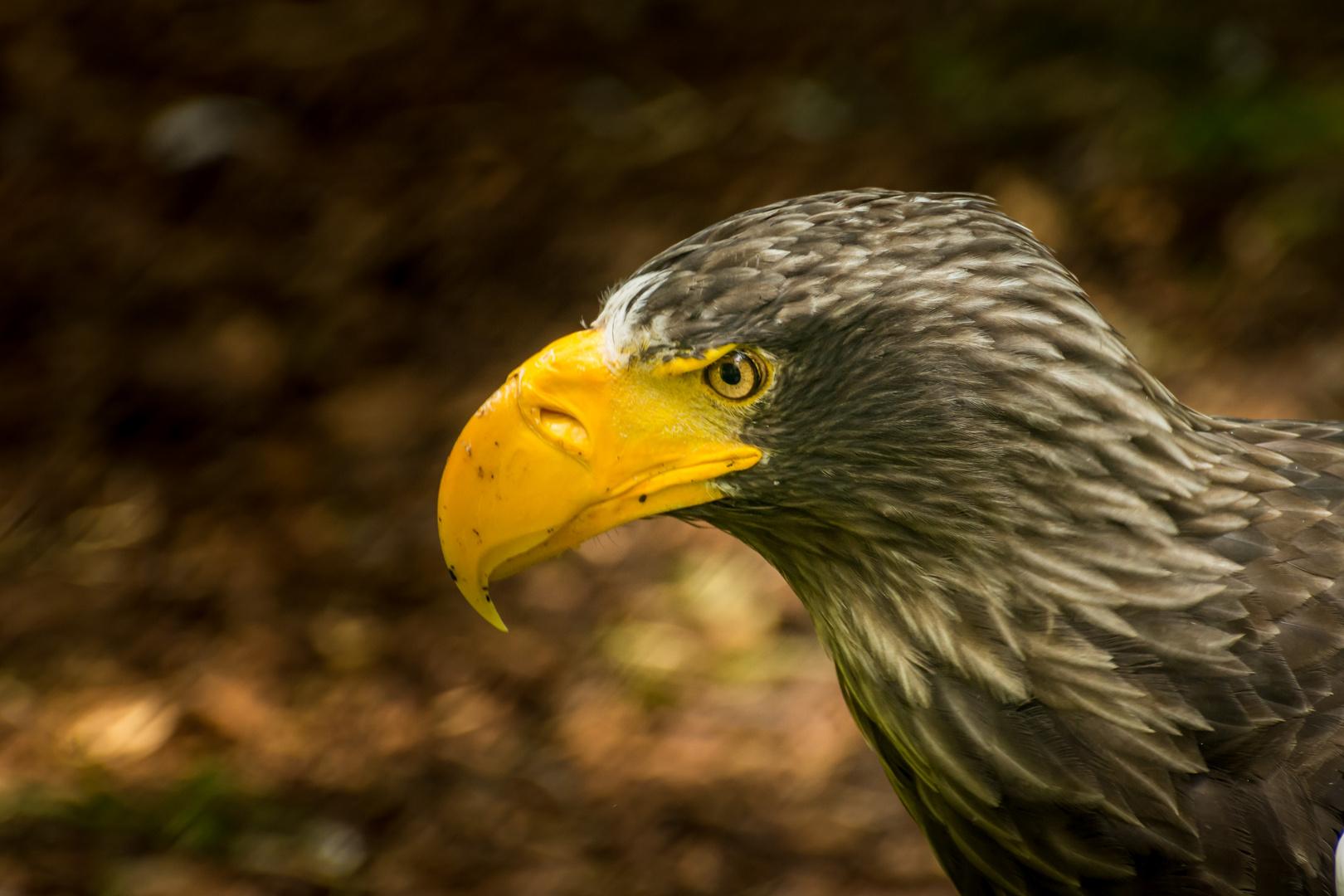 Adler im Park