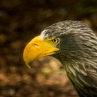 Adler im Park