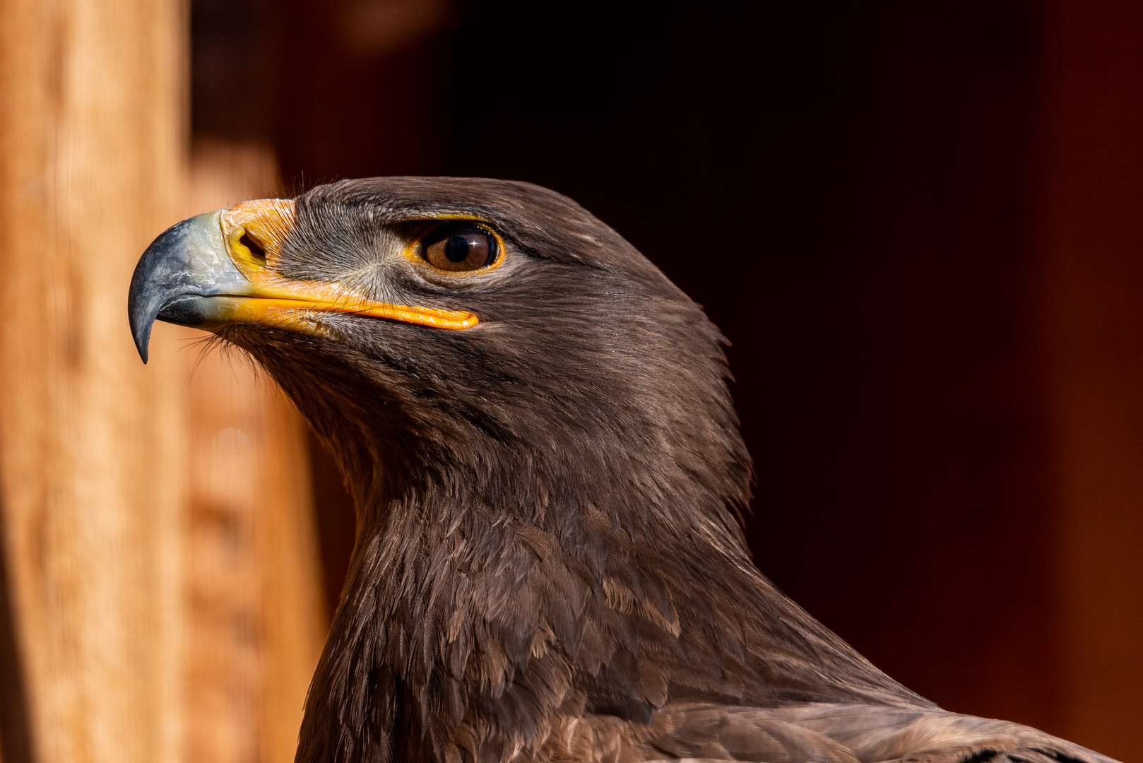 Adler im Portrait